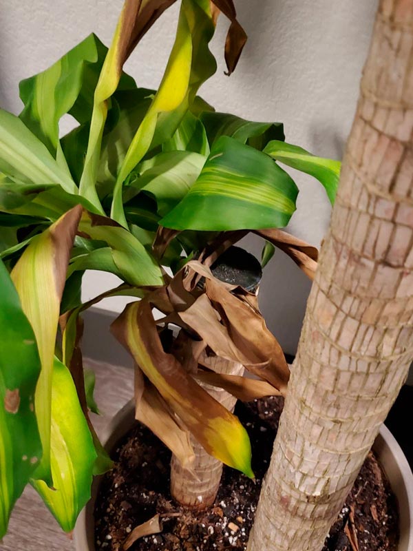 Những sai lầm khiến cây văn phòng nhanh chết