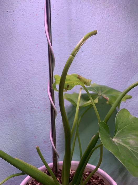 Thân cây ở gần gốc có thể mềm nhũn