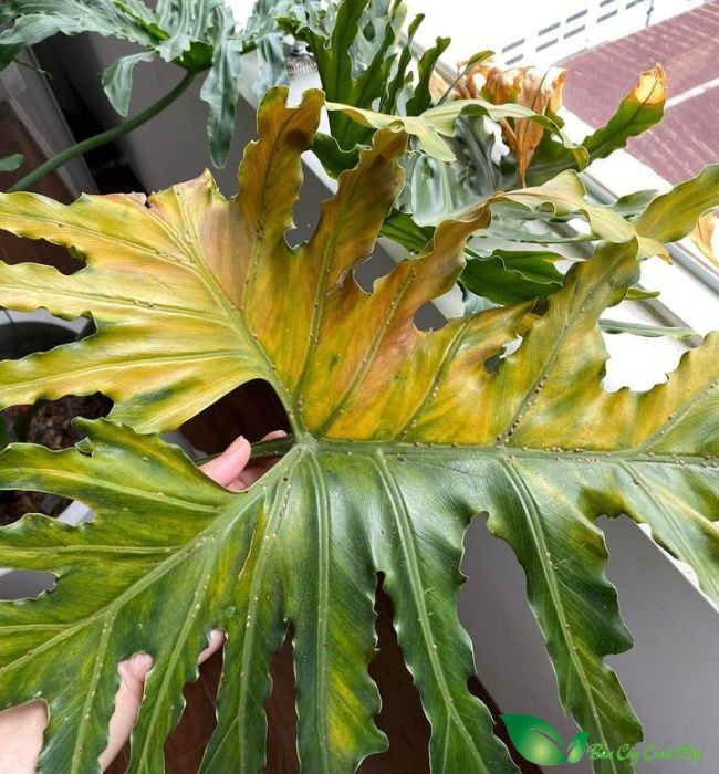 Sâu Bệnh Hại – Những vị khách không mời
