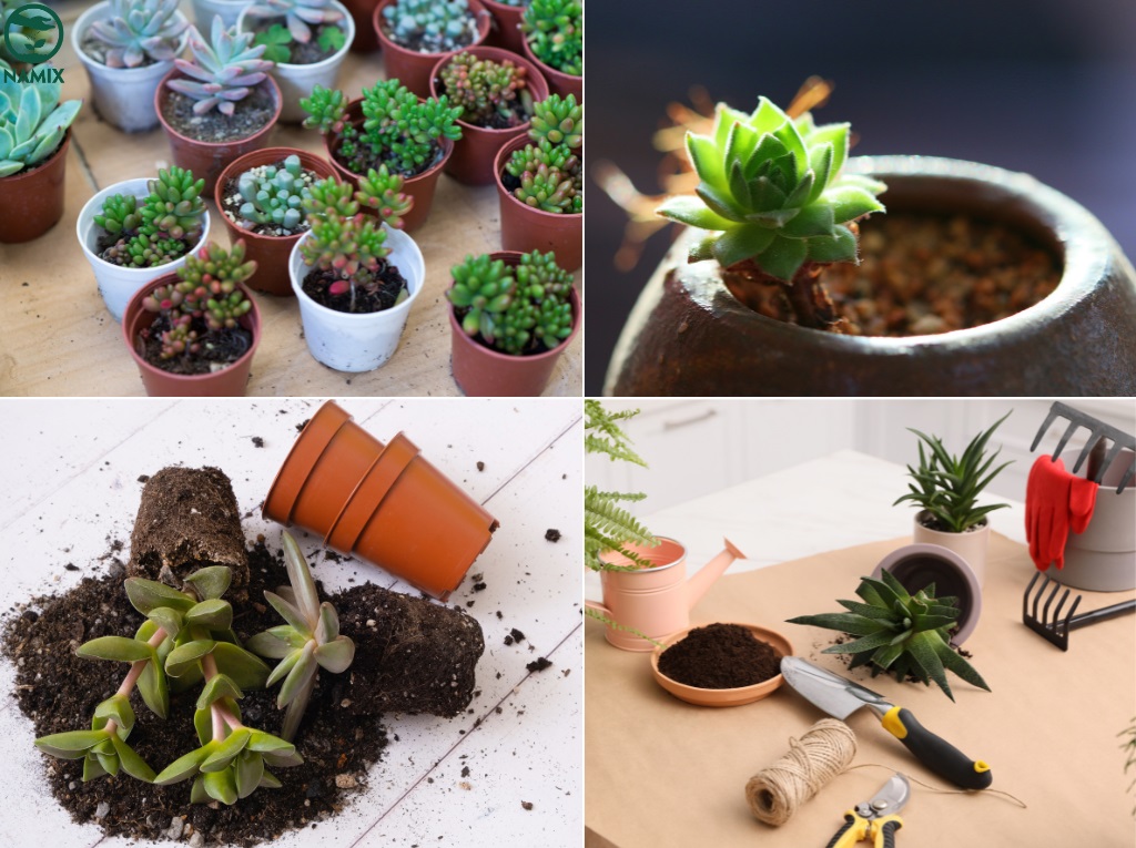 Kỹ thuật thay chậu và phối trộn đất cho sen đá
