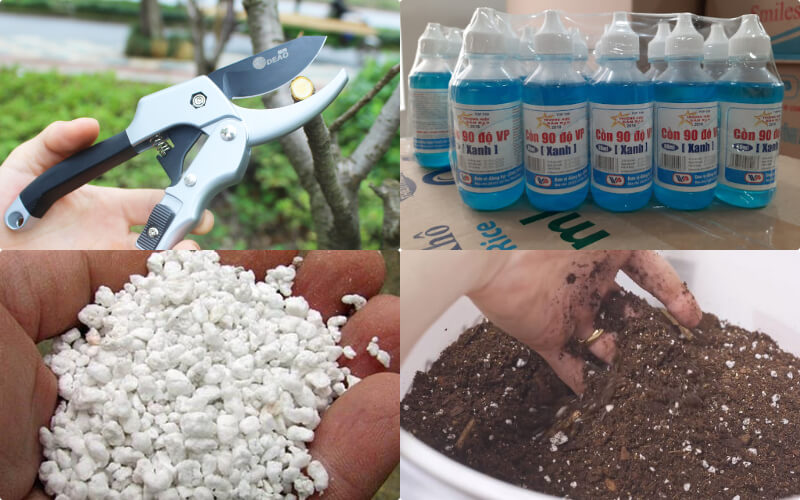 Cách nhân giống trầu bà lá xẻ trong nước