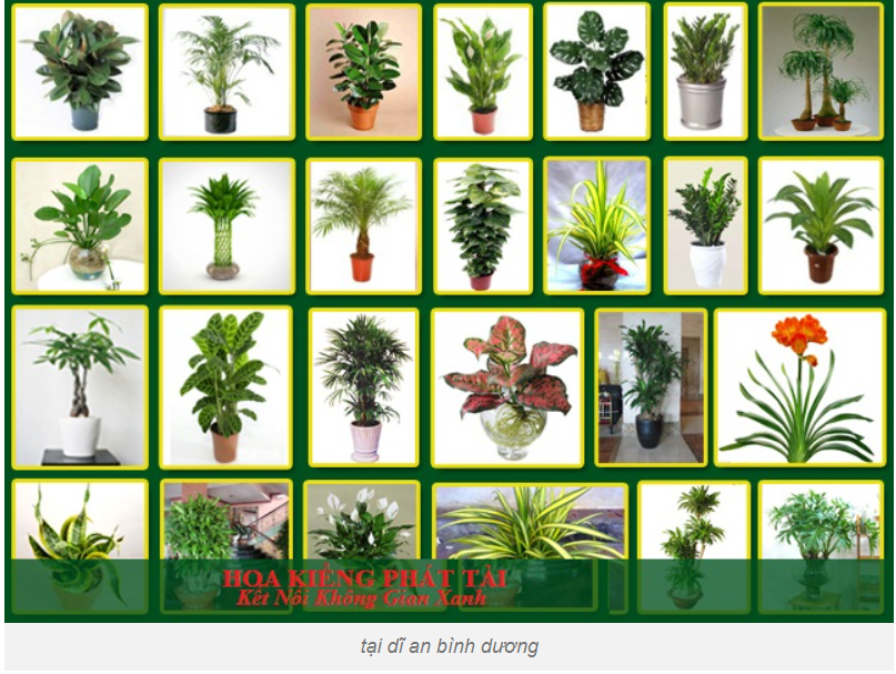Hoa Kiểng Phát Tài – Sắc Màu Rực Rỡ Cho Sân Vườn