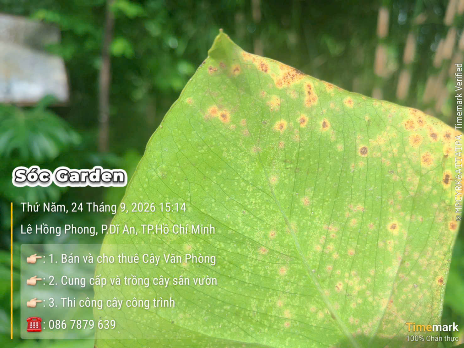 Bệnh rỉ sắt trên Monstera vào mùa mưa