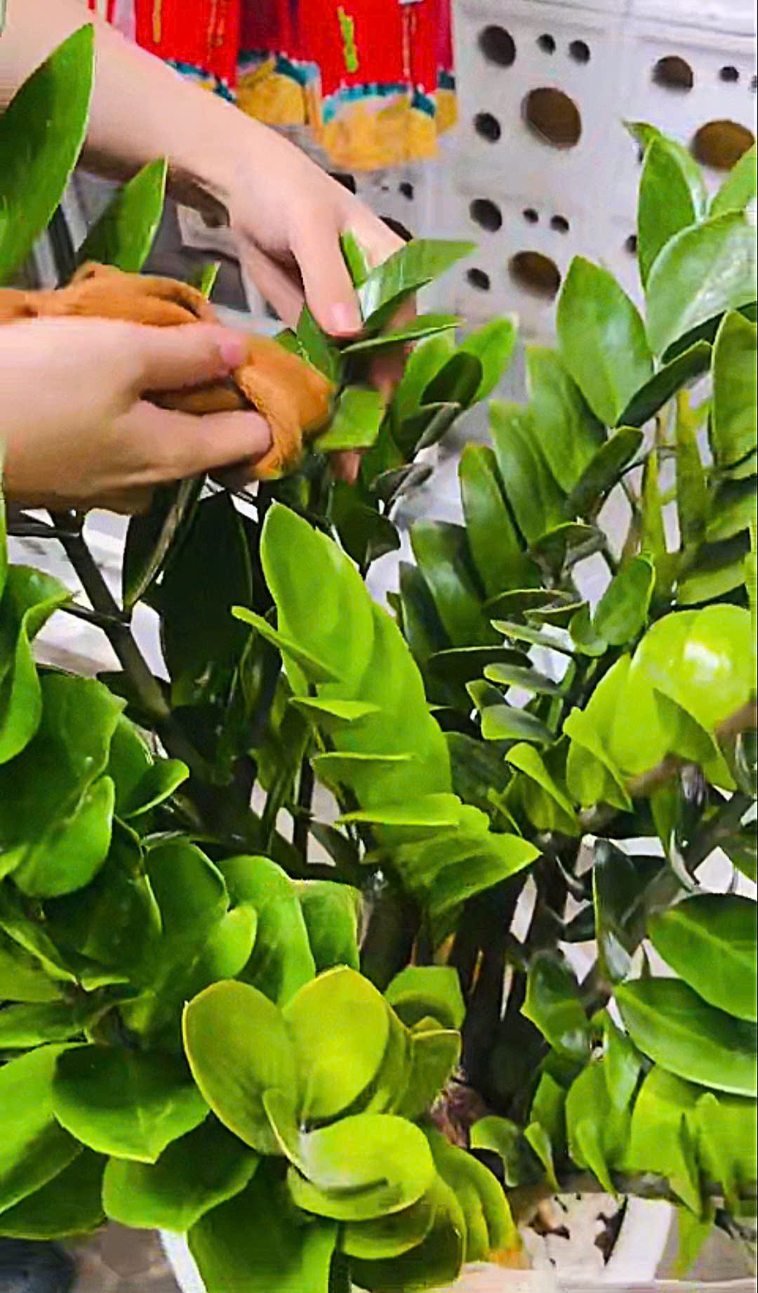 Phòng Trừ và Diệt Trừ Sâu Bệnh