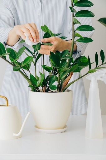 Cứu cây kim tiền vàng lá, mềm thân chỉ với 3 bước đơn giản