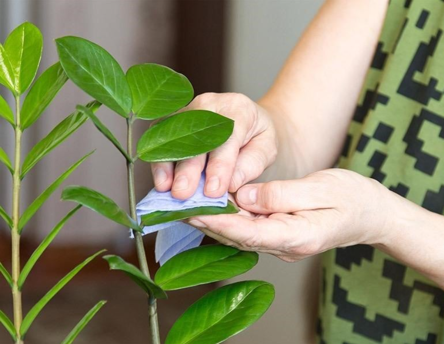 Bước 2: Lau lá và vệ sinh tổng thể