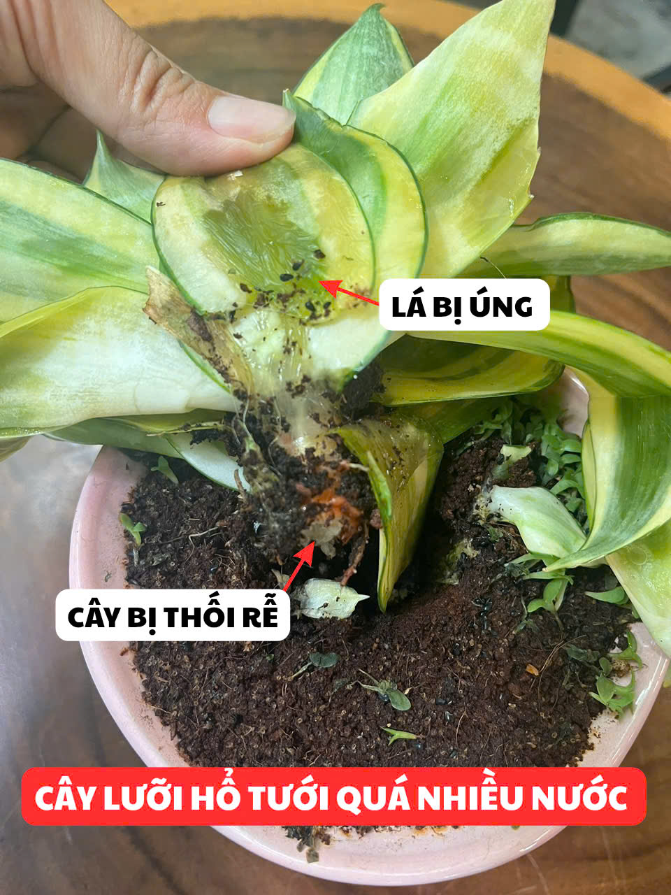 Dịch vụ cứu cây bị héo, chết lá