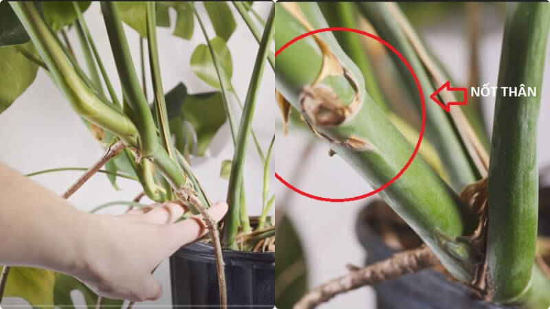 Cách nhân giống trầu bà lá xẻ trong nước