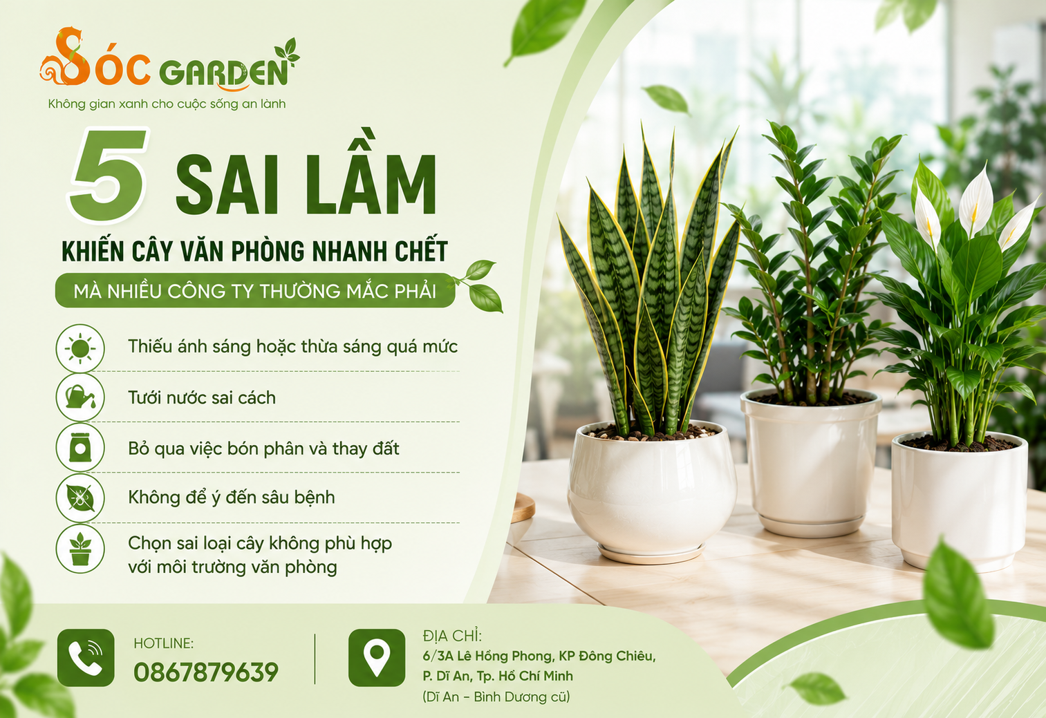 5 sai lầm khiến cây văn phòng nhanh chết mà nhiều công ty thường mắc phải
