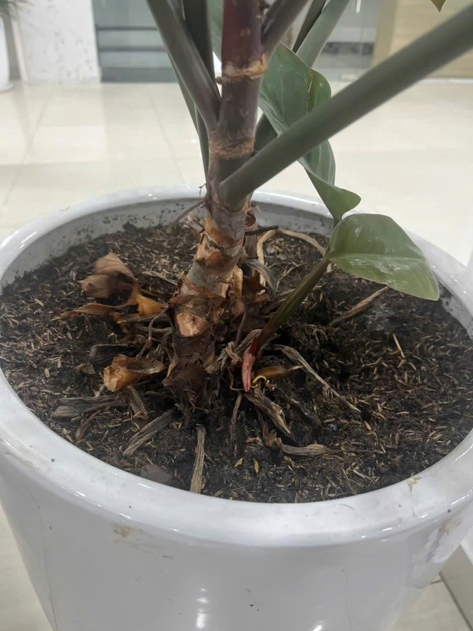 Cây thiếu sáng có những dấu hiệu nào ?