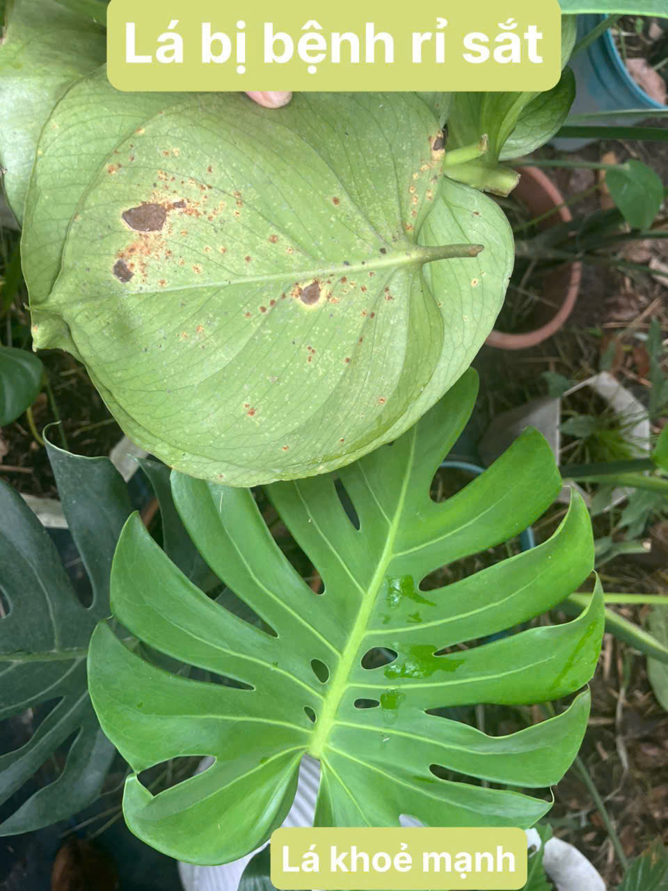 Bệnh rỉ sắt trên Monstera vào mùa mưa