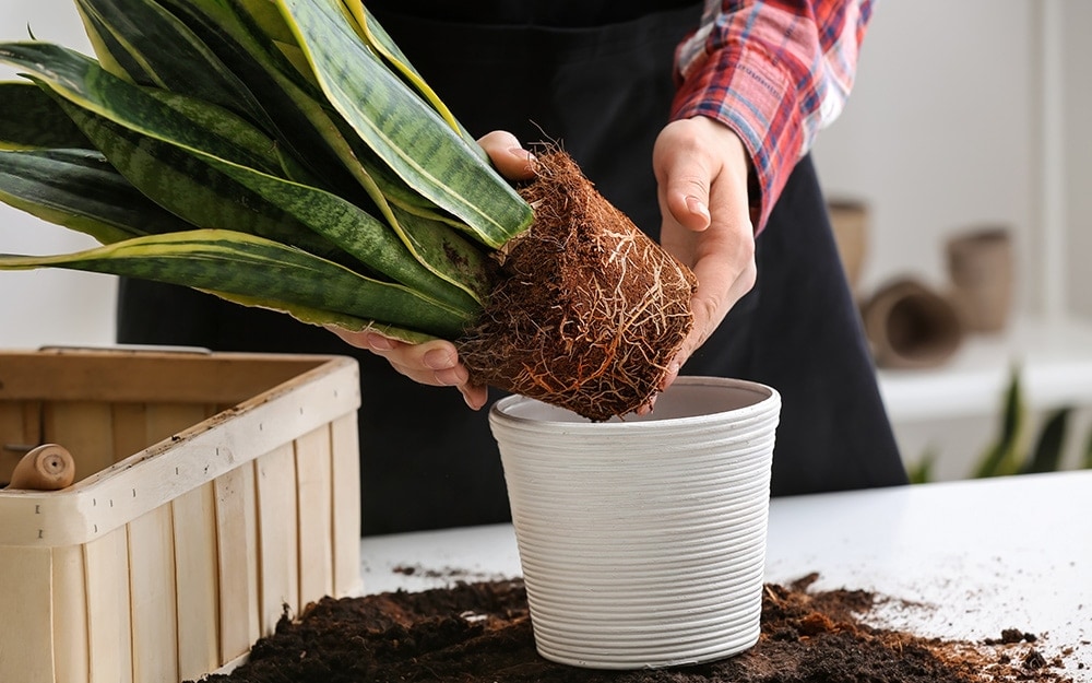 Hướng dẫn xử lý cây lưỡi hổ bị úng rễ