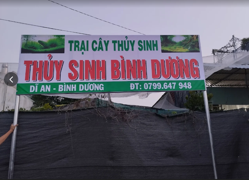 Thủy Sinh Bình Dương – Góc Nhỏ Bình Yên