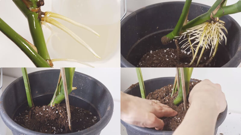 Cách nhân giống trầu bà lá xẻ trong nước