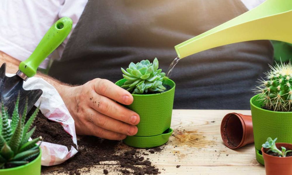 Kỹ thuật thay chậu và phối trộn đất cho sen đá