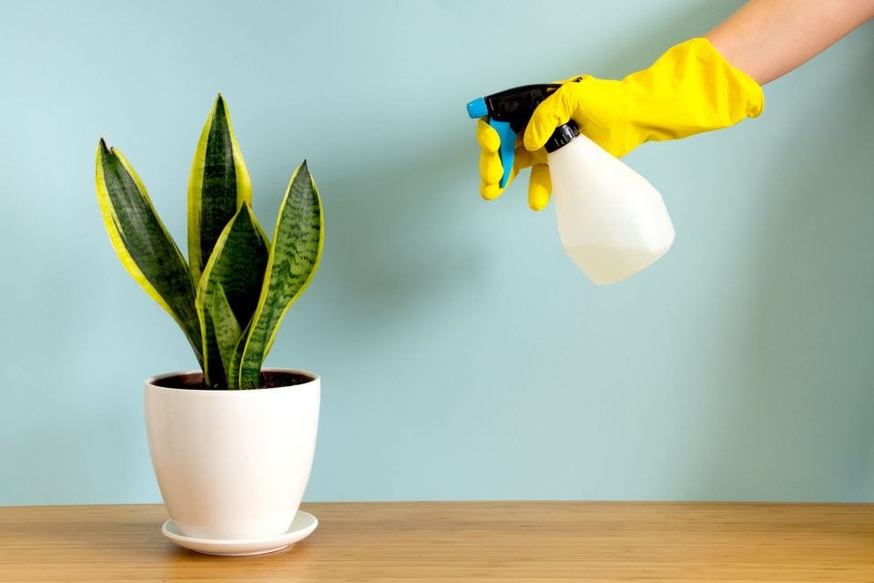 Hướng dẫn xử lý cây lưỡi hổ bị úng rễ