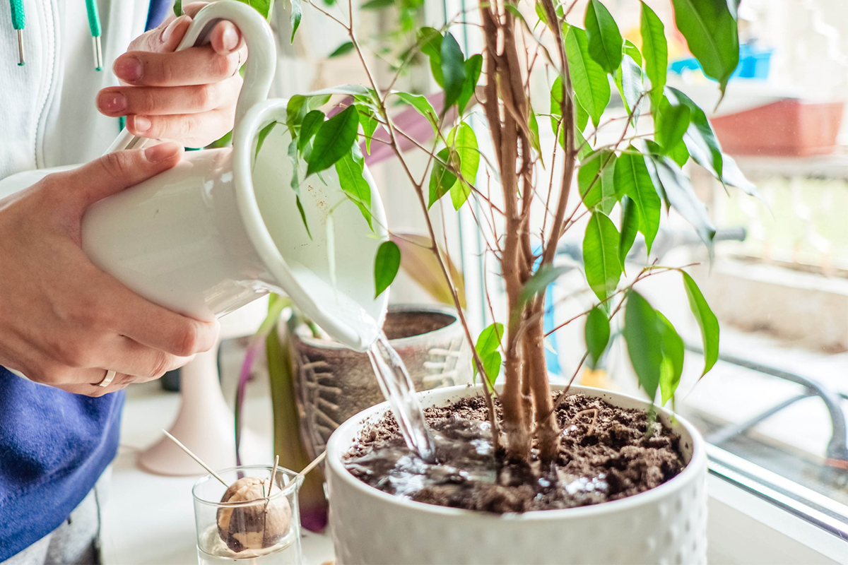 Tưới Nước: Lắm Quá Hay Ít Quá Đều Không Tốt
