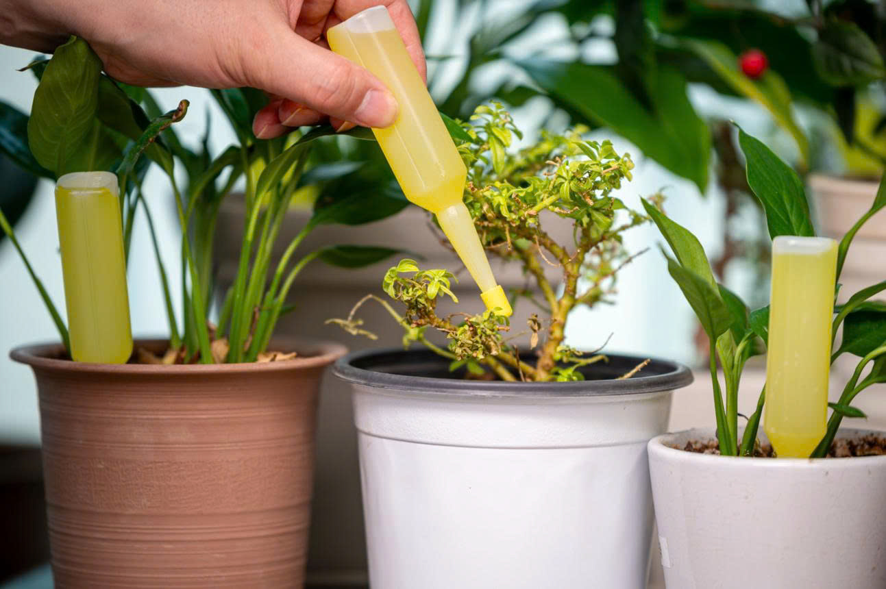 Phân nước dưỡng rễ – Bí quyết cho bộ rễ khỏe mạnh