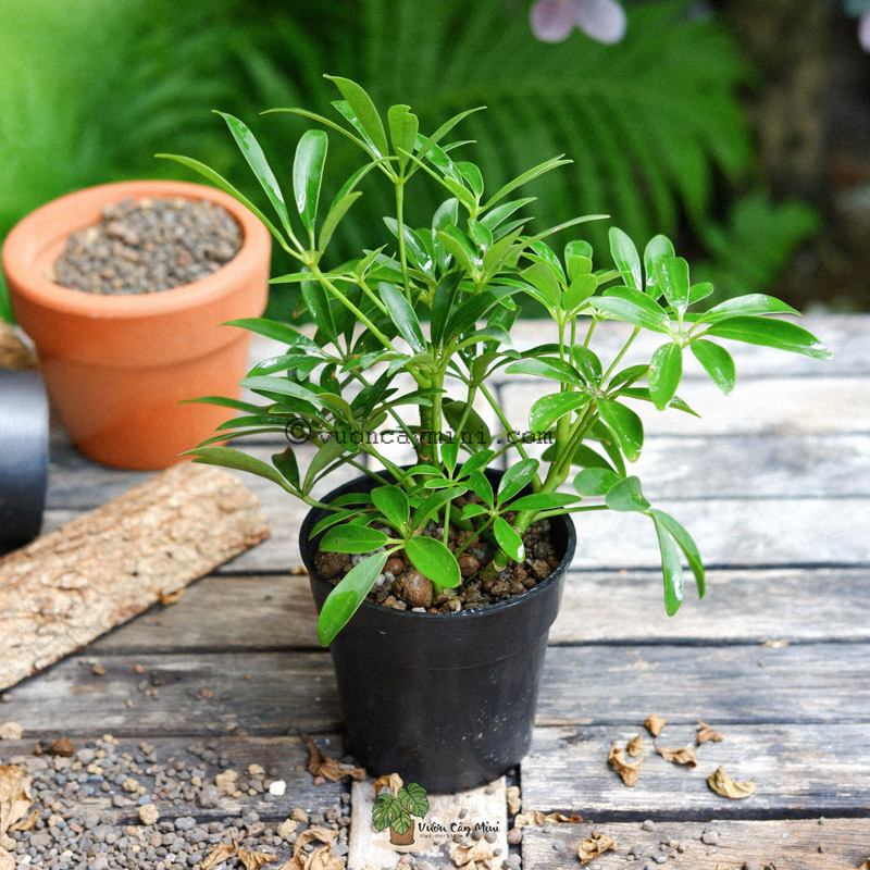 Top 5 Cửa Hàng Cây Cảnh Uy Tín tại Thủ Đức