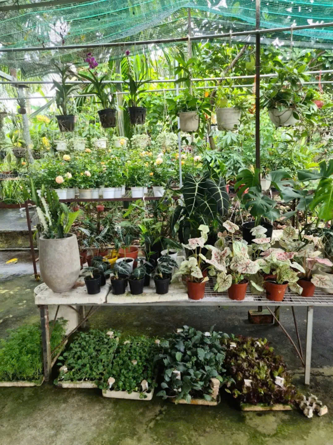 Vườn Hoa Kiểng Dung Garden