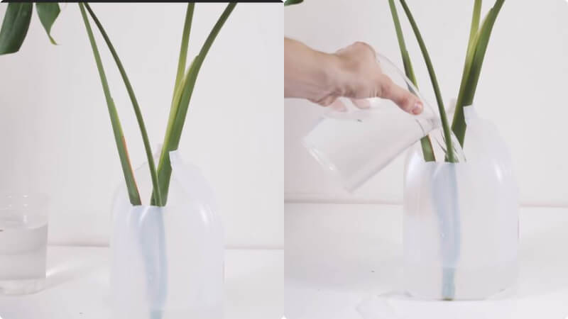 Cách nhân giống trầu bà lá xẻ trong nước