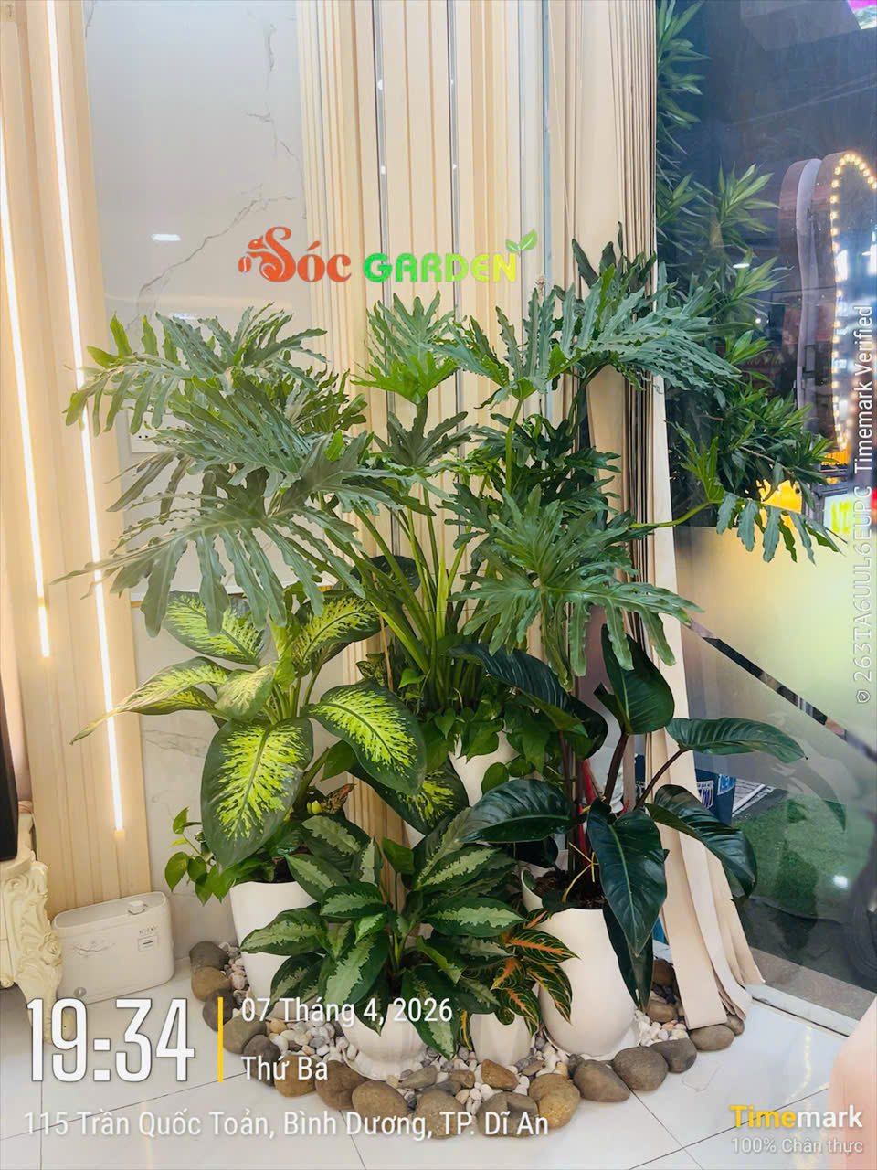 Cây Trầu Bà Thanh Xuân decor