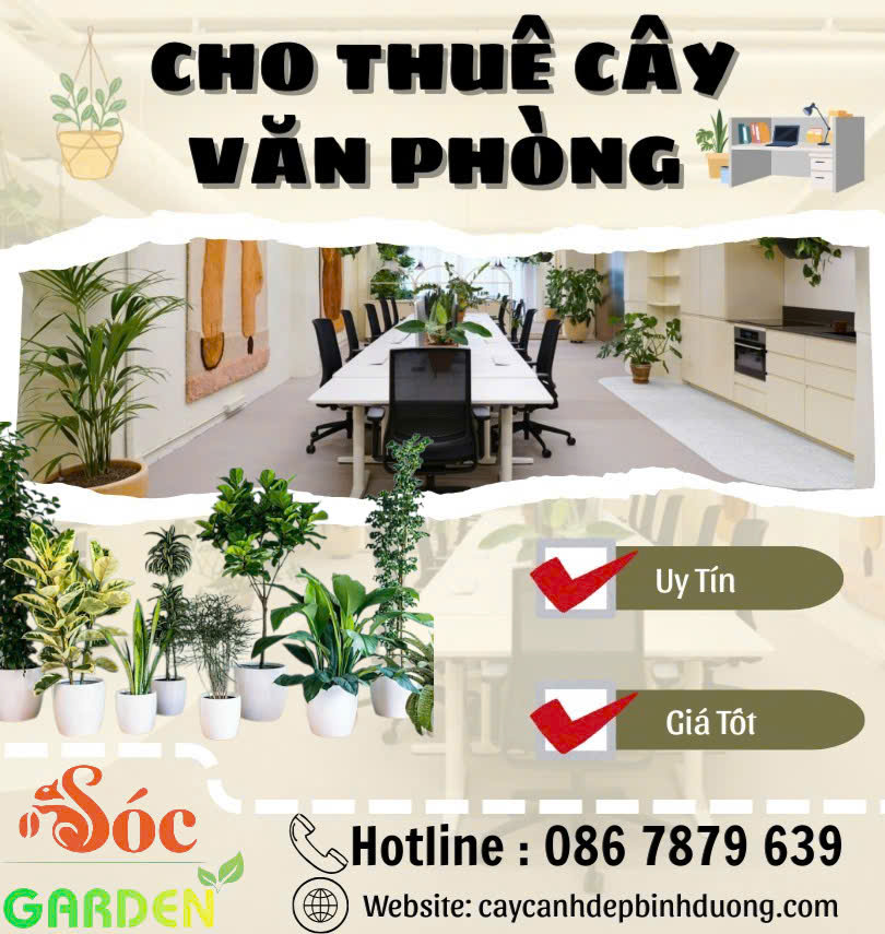 Cho thuê cây văn phòng uy tín, giá tốt