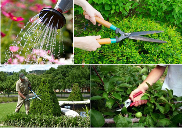 Cắt tỉa cây cảnh tại Dĩ An