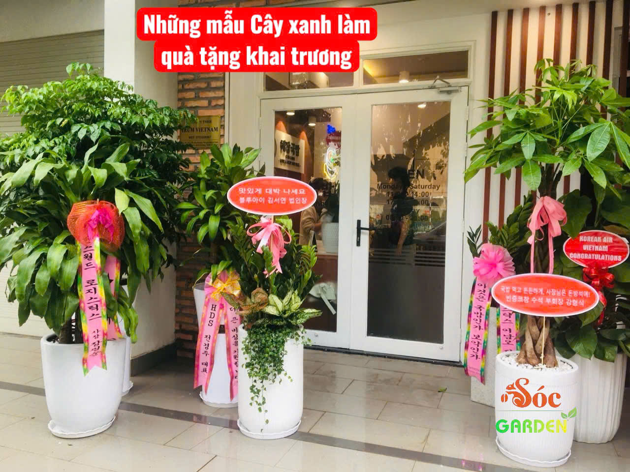 Mẫu cây làm quà tặng khai trương