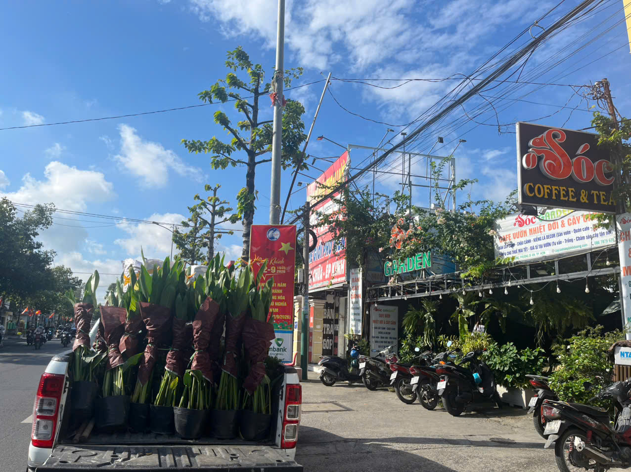 Cung cấp cây xanh đa dạng chất lượng cao