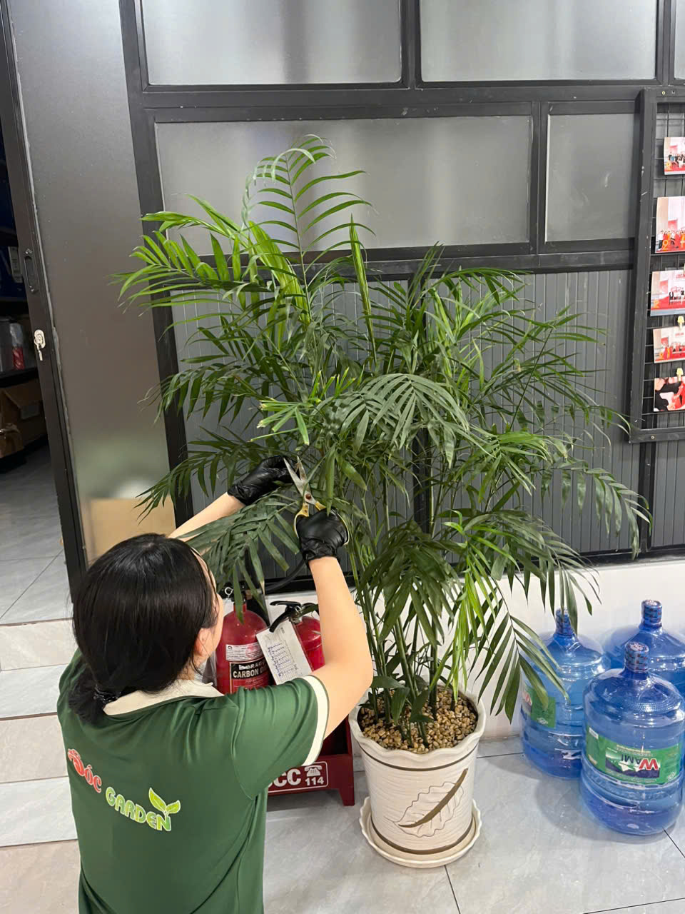 Cây thiếu sáng có những dấu hiệu nào ?