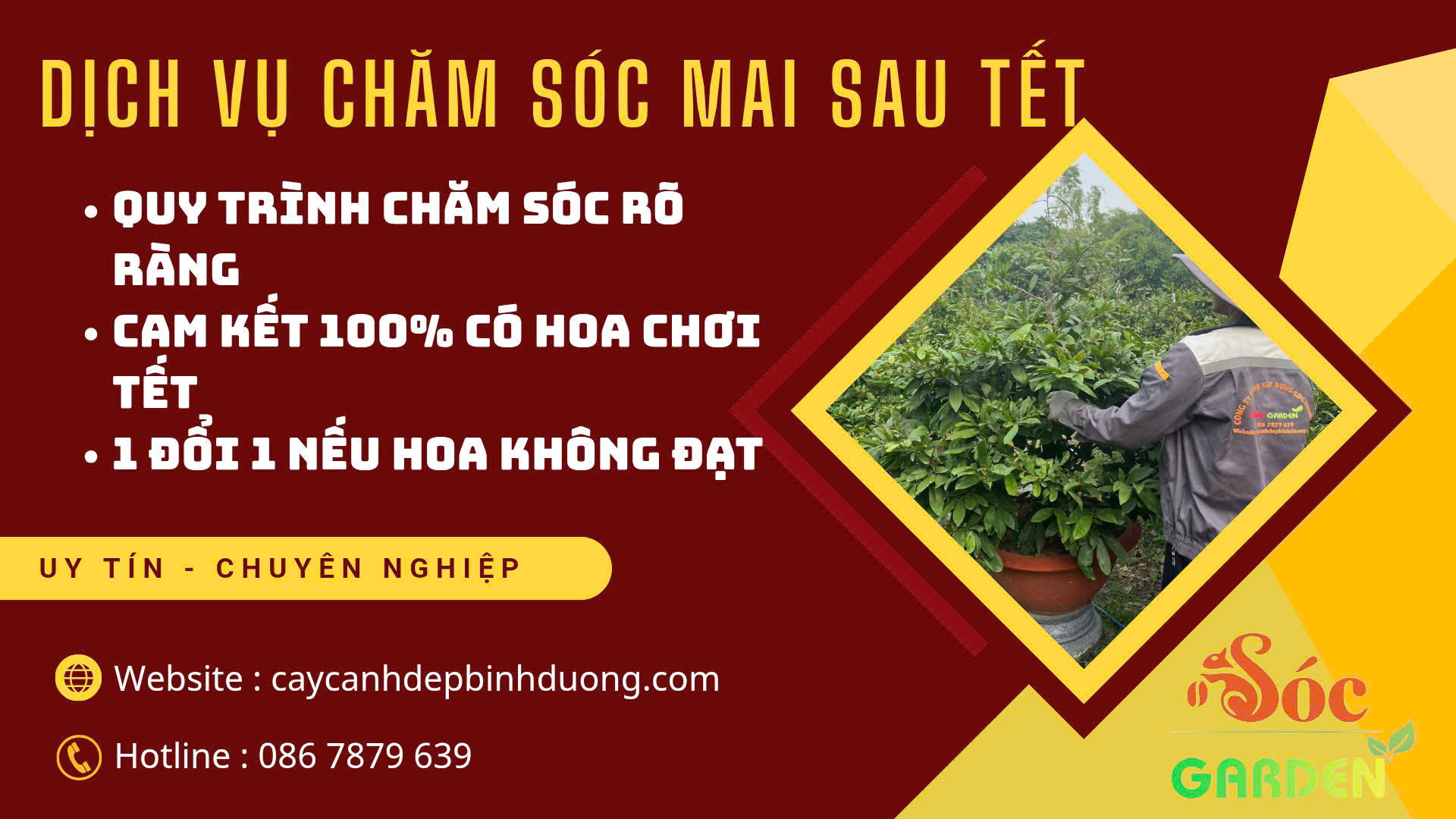 Dịch vụ chăm sóc mai vàng 