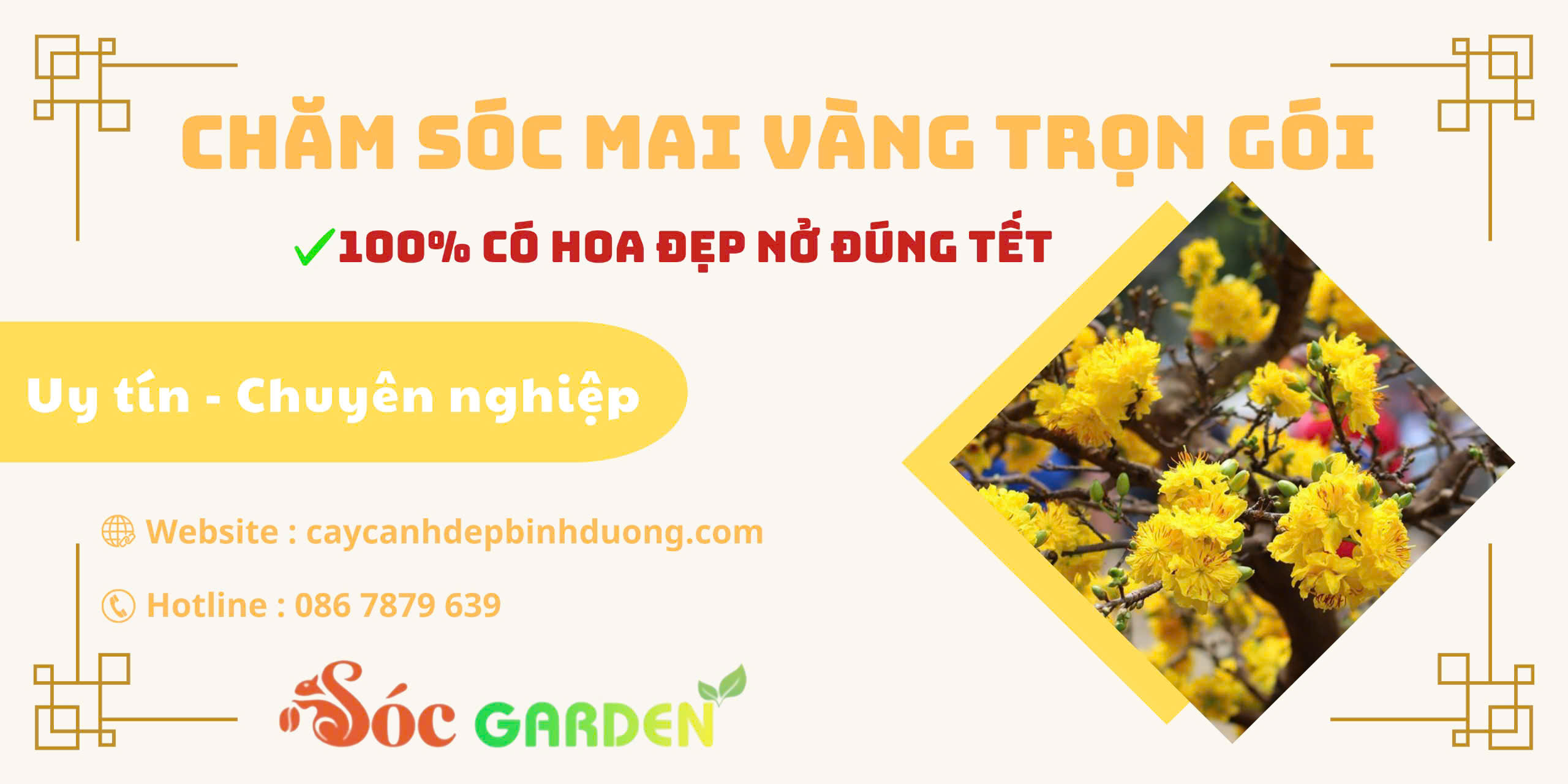 Chăm sóc mai vàng