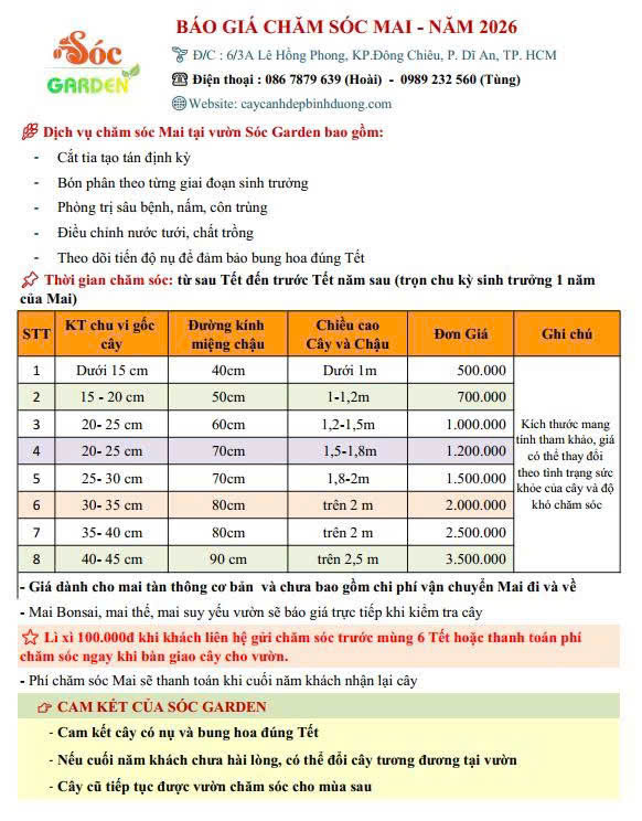 Giá Chăm Sóc Mai 1 Năm Là Bao Nhiêu