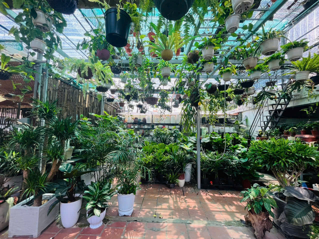 Cây quà tặng tân gia 