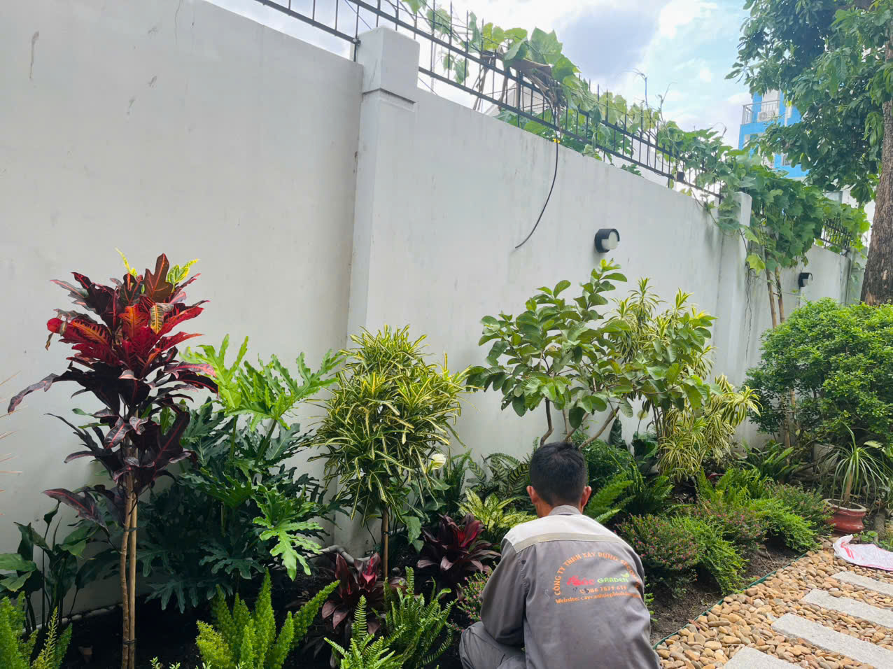 Chăm sóc bảo dương cây sau khi trồng