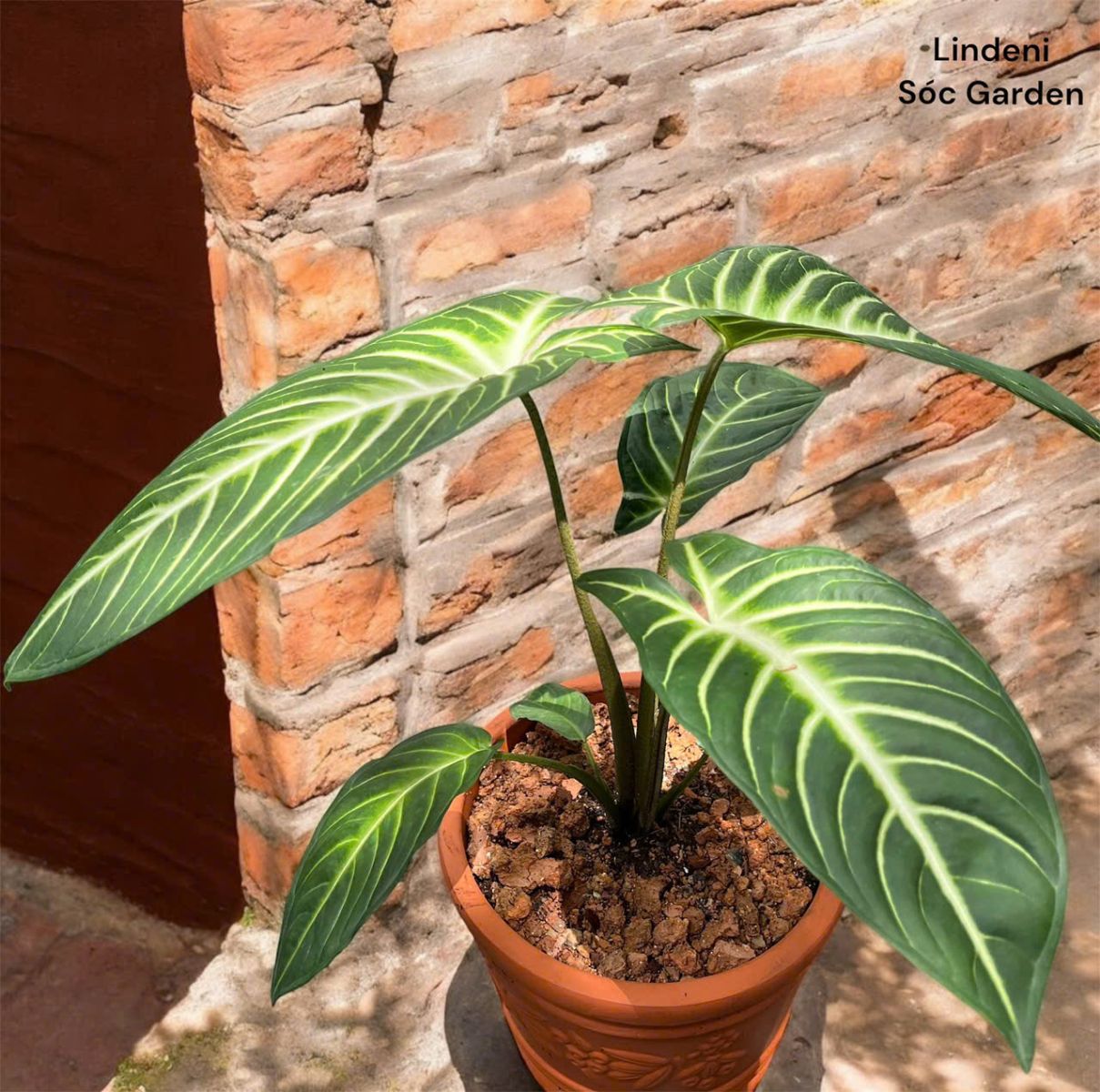 cây Lindeni Sóc Garden