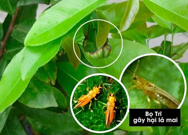 Nguyên nhân chính khiến cây mai không bung chồi dù bón phân