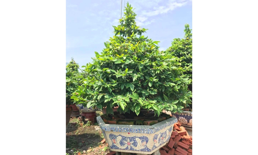 Mẹo giúp cây mai phát triển tốt quanh năm