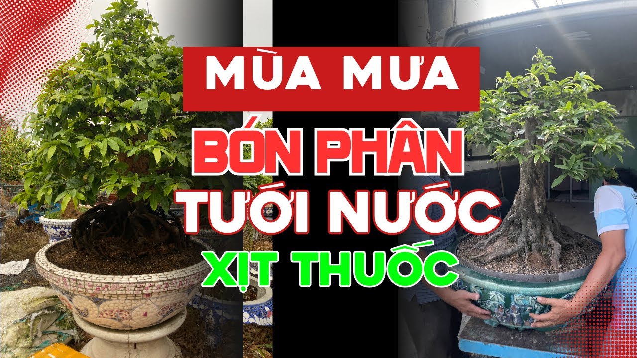 Phun thuốc phòng sâu bệnh định kỳ