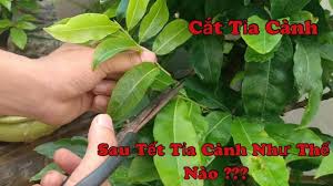 Cắt tỉa và quản lý bộ lá, cơi đọt