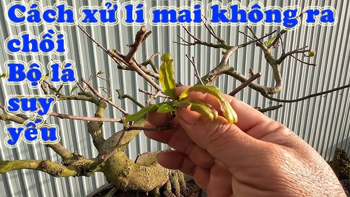 Nguyên nhân cây mai không ra chồi