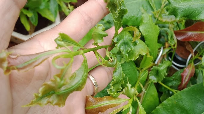 Nhận biết tình trạng cây mai bị xoắn lá, đen đọt