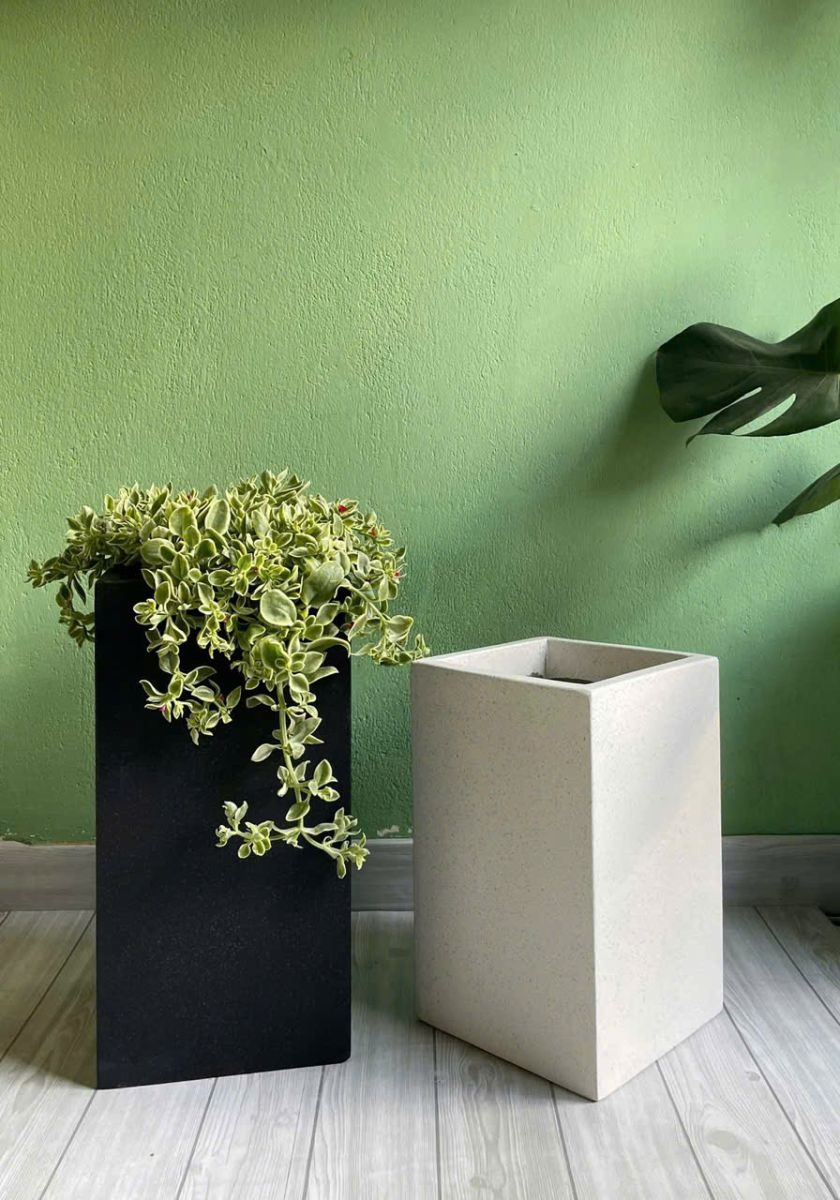 Chậu trụ vuông đẹp của Sóc Garden