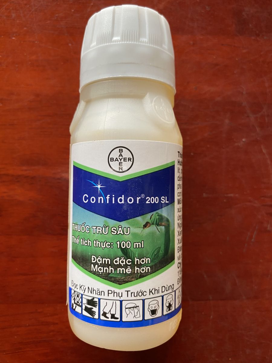 cách khắc phục Bọ trĩ và sâu ăn lá làm hư đầu chồi