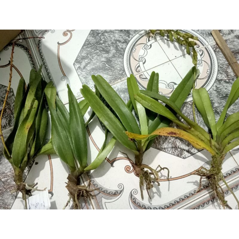 Nhận biết tình trạng lan bóc rừng mới mua về