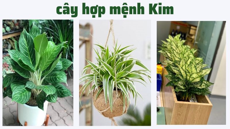 Những cây phù hợp với mệnh kim