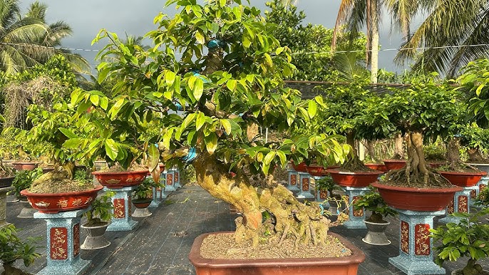 Những lưu ý quan trọng khi chăm sóc cây trong mùa mưa