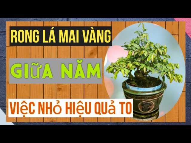 Tại sao tháng 6 nhuận lại quan trọng với cây Mai Vàng?