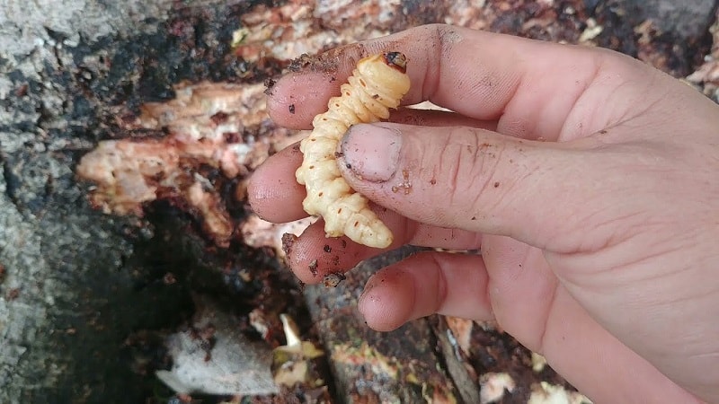 Sâu đục thân nguy hiểm như thế nào?